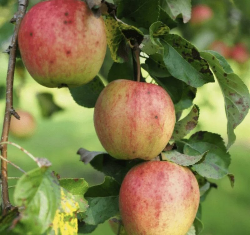Яблоня Летнее полосатое