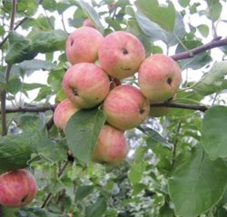 Яблоня Уралец