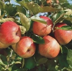 Яблоня Горнист