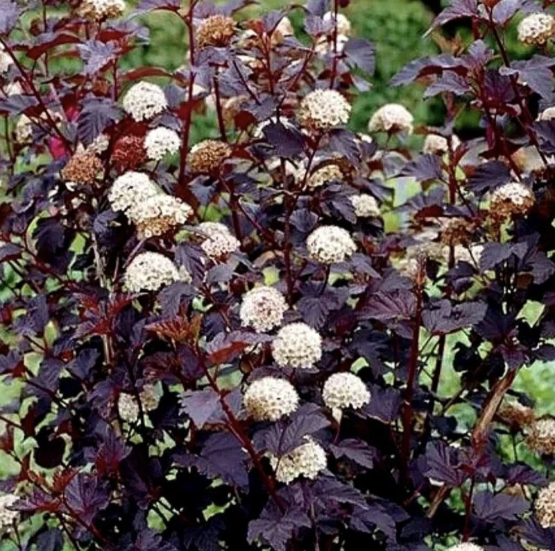 Пузыреплодник Ред Барон