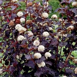 Пузыреплодник Ред Барон