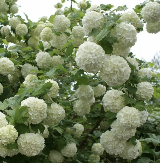 Калина Бульдонеж