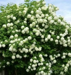 Калина Бульдонеж