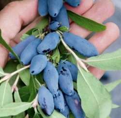 Жимолость Аврора