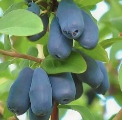 Жимолость Хоней Би