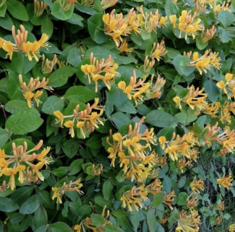 Жимолость Каприфоль