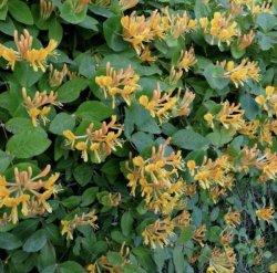 Жимолость Каприфоль