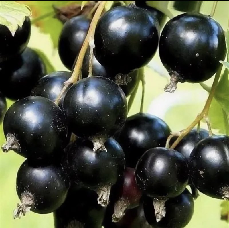 Смородина Дачница