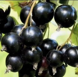 Смородина Дачница