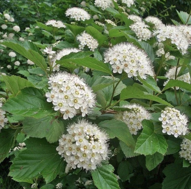 Пузыреплодник видовой