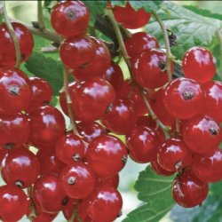 Смородина красная Сахарная