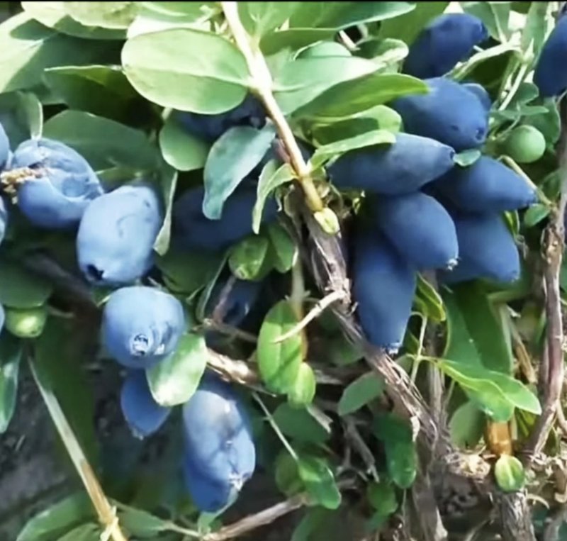 Жимолость Бореал Близзард