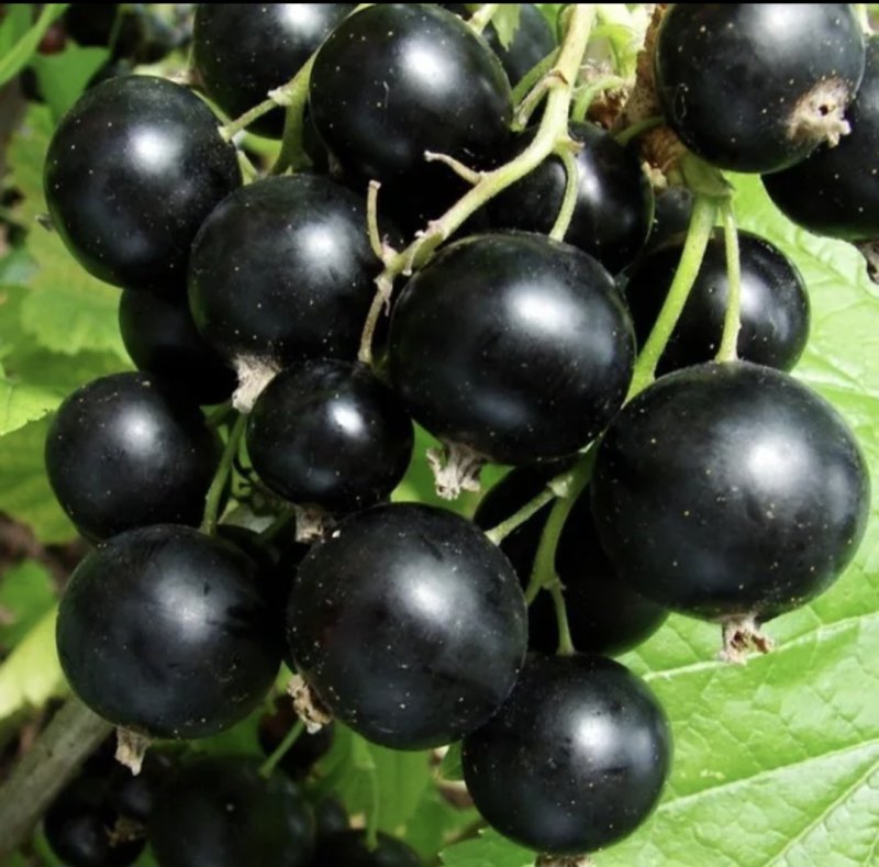 Смородина Селеченская 2