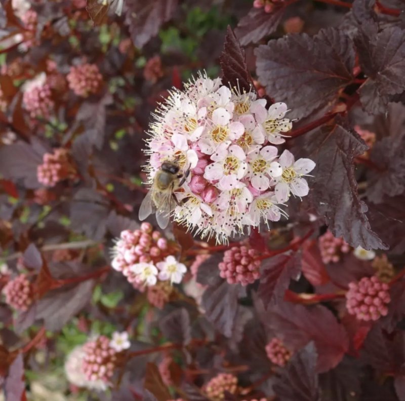 Пузыреплодник Саммер Вайн