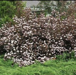 Пузыреплодник Саммер Вайн