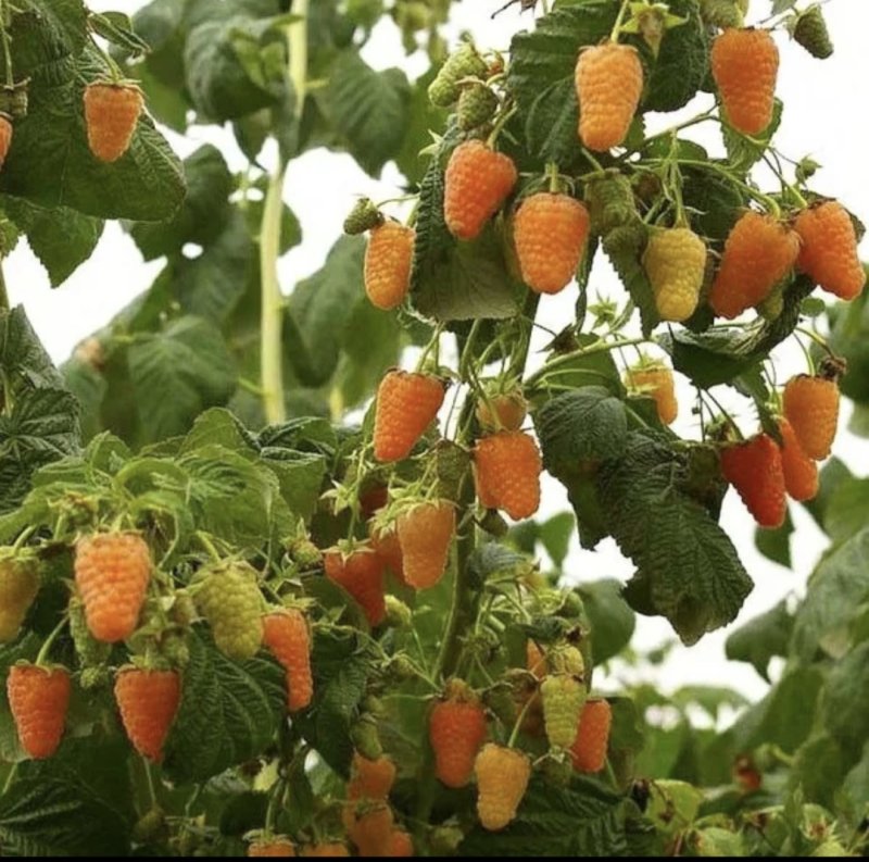 Малина РЕМОНТАНТНАЯ Оранжевое чудо (желтая)