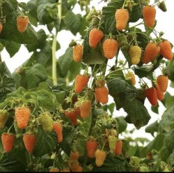 Малина РЕМОНТАНТНАЯ Оранжевое чудо (желтая)