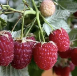 Малина РЕМОНТАНТНАЯ Бабье лето