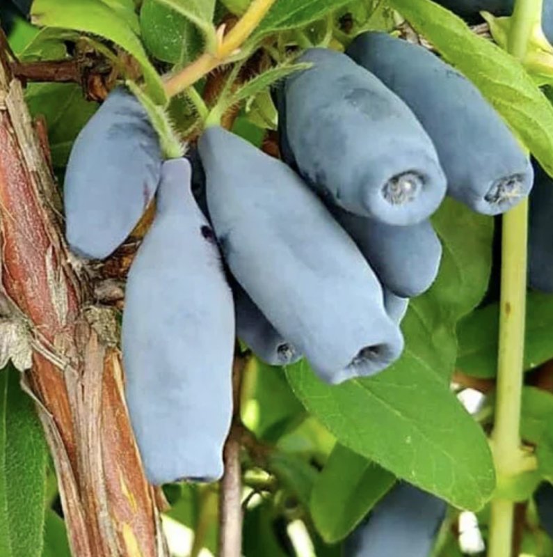 Жимолость Викинг