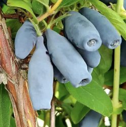 Жимолость Викинг