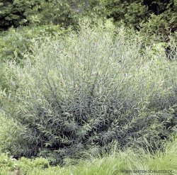 Ива пурпурная Пендула