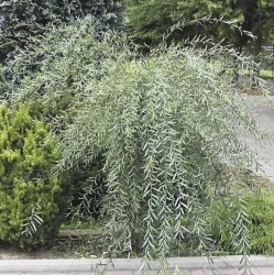 Ива пурпурная Пендула