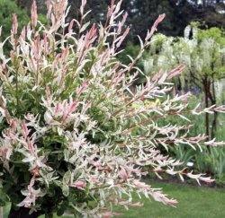 Ива цельнолистная Хакуро Нишики