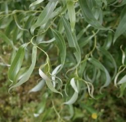 Ива извилистая Свердловская