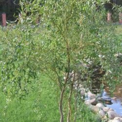 Ива извилистая Свердловская