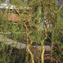 Ива извилистая Свердловская