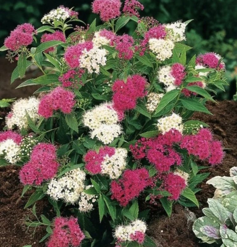 Спирея Ширибана