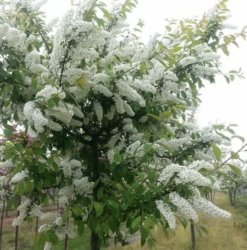 Черемуха обыкновенная