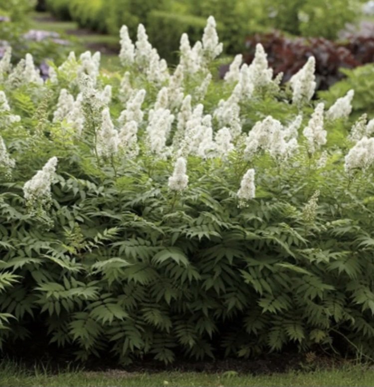 Рябинолистник рябинолистный