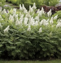 Рябинолистник рябинолистный