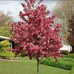 Яблоня Роялити