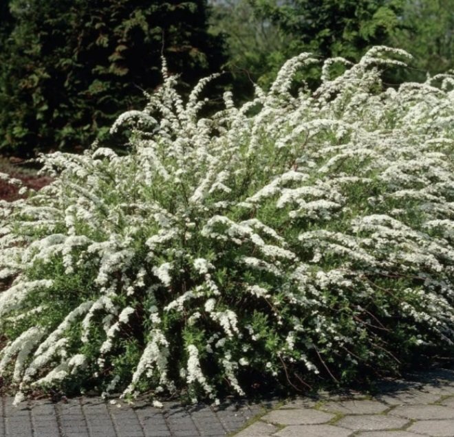 Спирея Грефшейм (серая)