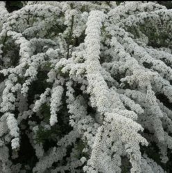 Спирея Грефшейм (серая)