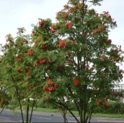 Рябина обыкновенная