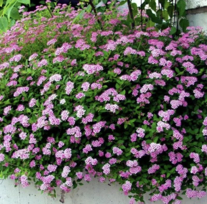 Спирея Литл принцесс