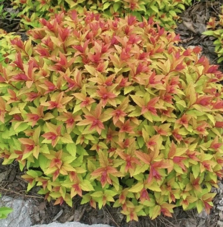 Спирея Голд флейм