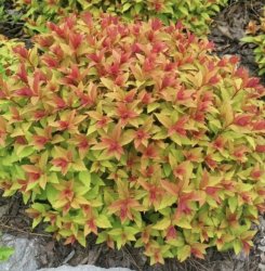 Спирея Голд флейм