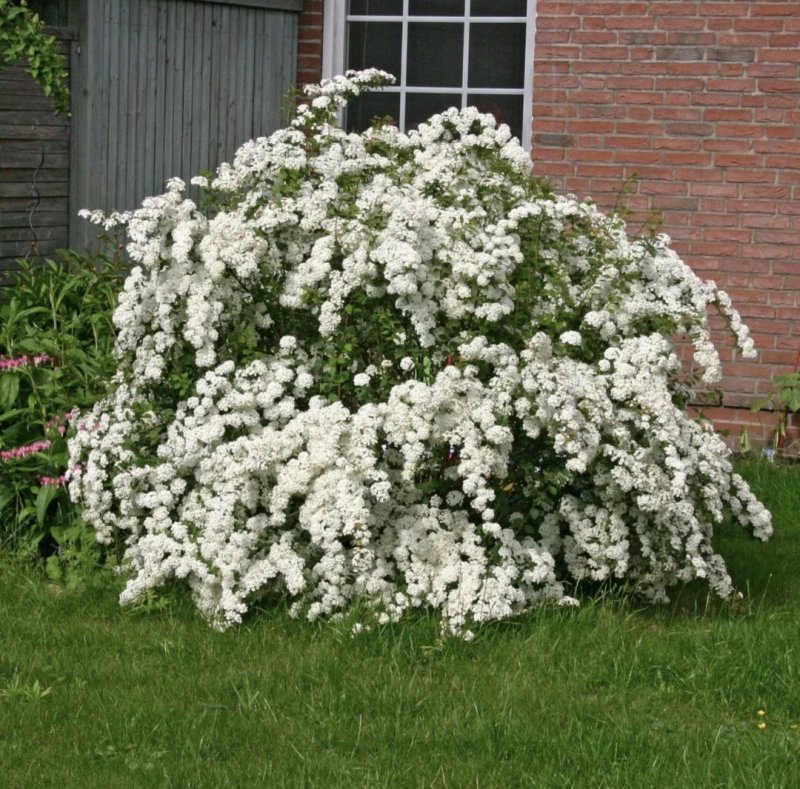 Спирея Вангутта