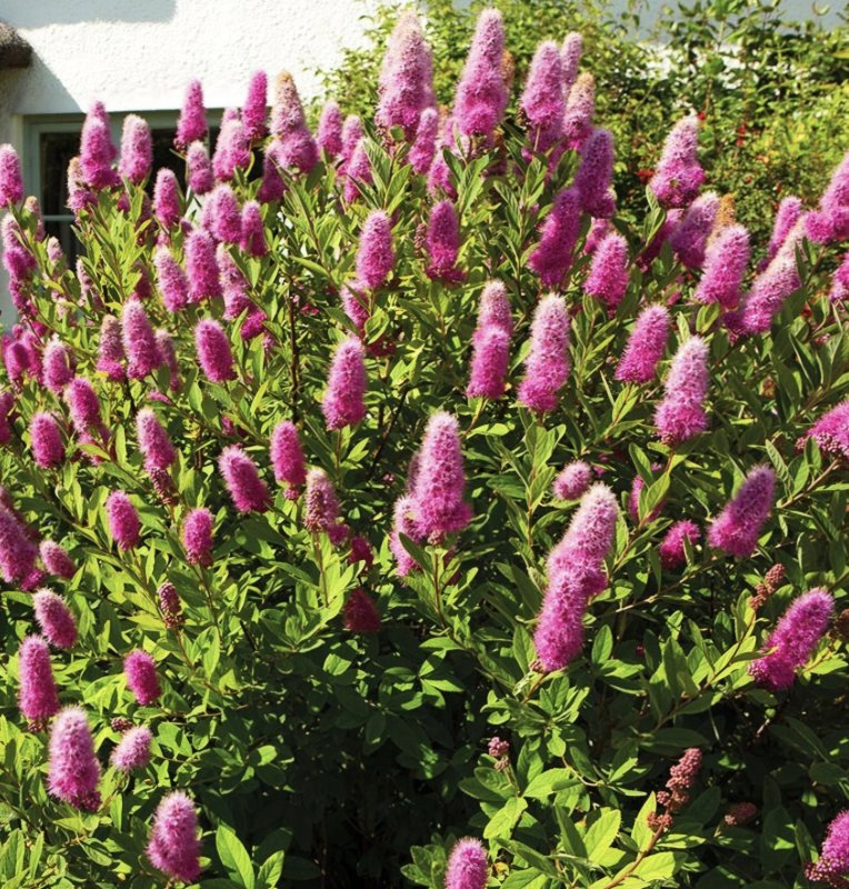 Спирея Билларда