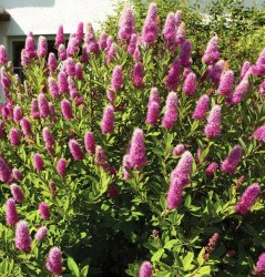 Спирея Билларда