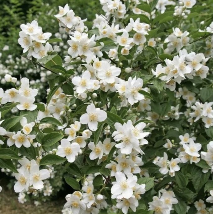 Чубушник  видовой