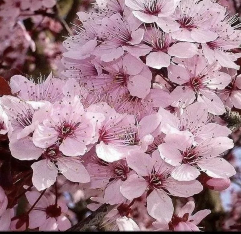 Черемуха Шуберта