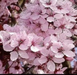 Черемуха Шуберта