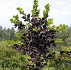 Черемуха Шуберта