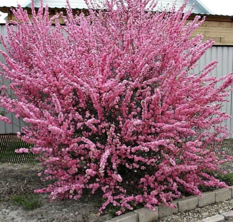 Сакура (луизиания, миндаль трехлопастной)