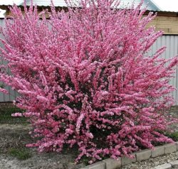 Сакура (луизиания, миндаль трехлопастной)